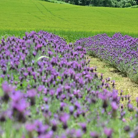 I Cipressi *